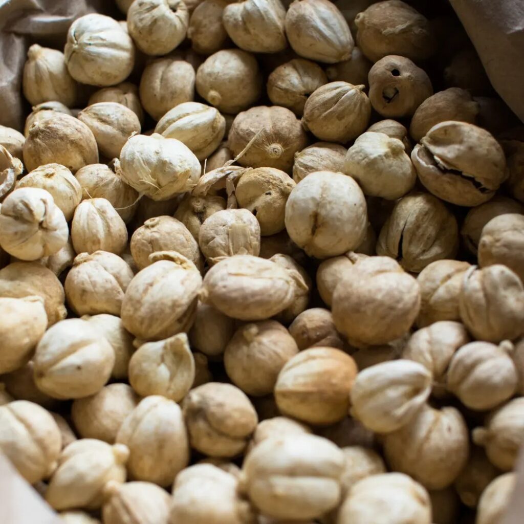 Cardamom - Indonesian Spices
