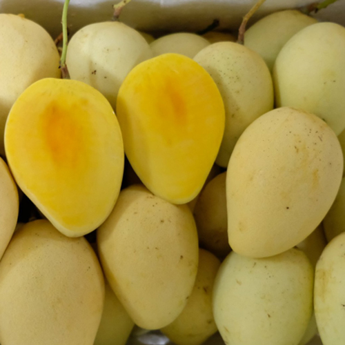 Cat Chu Mango - Vietnamese Mango