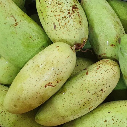 Elephant Mango