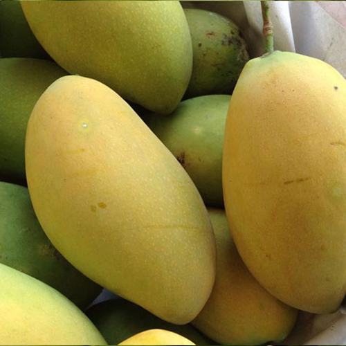 Hoa Loc Mango - Vietnamese Mango