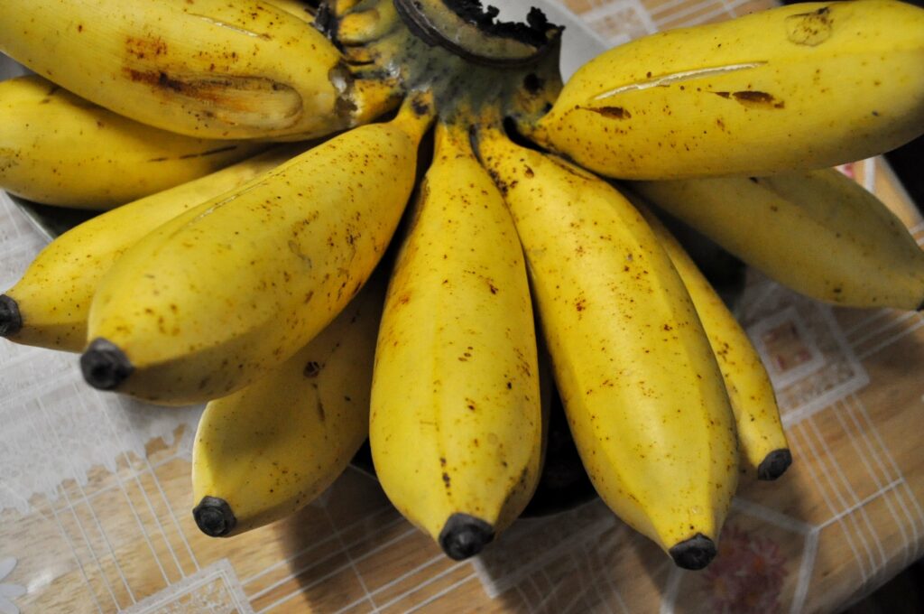 Latundan Banana - Philippine Banana