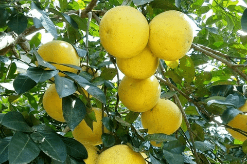 Phuc Trach Pomelo