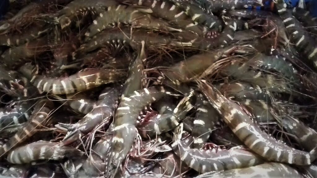 Sea Tiger Shrimp