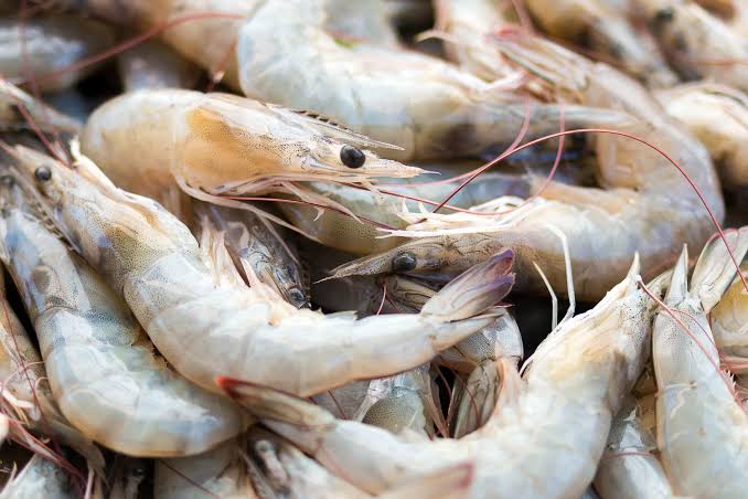 1. Vannamei (Whitelag Indonesian Shrimp)