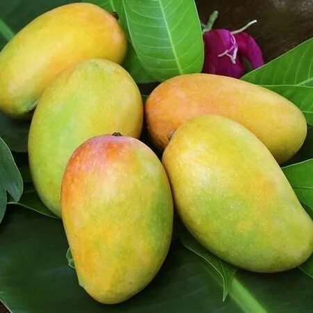 Thanh Ca Mango