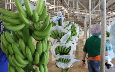 Philippine Banana Export 2026: How Global Businesses Can Navigate Complex SE Asian Trade Regulations