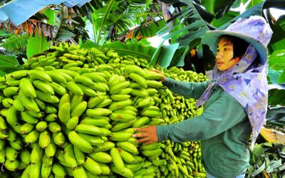 The Colossal Metamorphosis of Philippine Banana Export