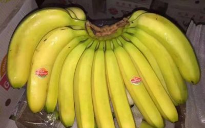 12 Deflationary Cavendish Variants For Importing Philippine Banana