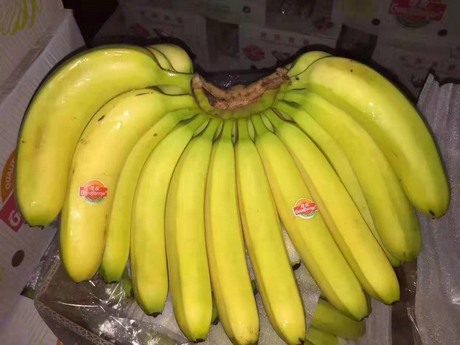 12 Deflationary Cavendish Variants For Importing Philippine Banana