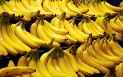 Is the Philippine Banana Export Market Actually Profitable for New Importers?